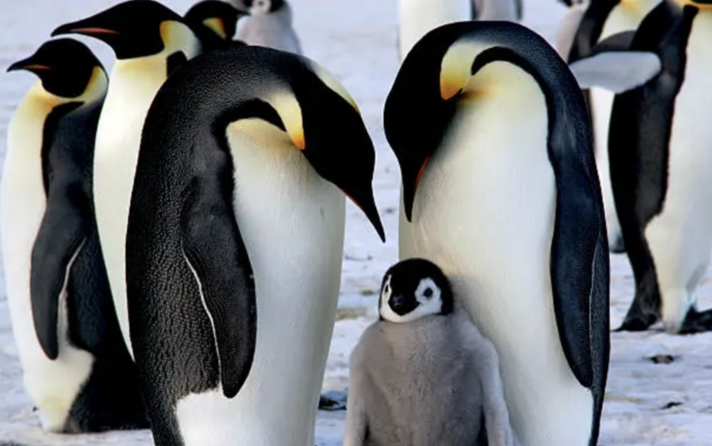 Two adult penguins watching over their chick